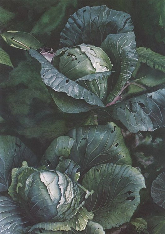 Cabbages - Limited Edition Print, original watercolor by Lotus MacDowell, Artworks WV.  My oh my- it's love at first sight with this full color watercolor painting in deep greens and blues, aptly called “Cabbages" created by Lotus MacDowell. Now available as a limited-edition print, the rich hues make the painting seem positively three dimensional.