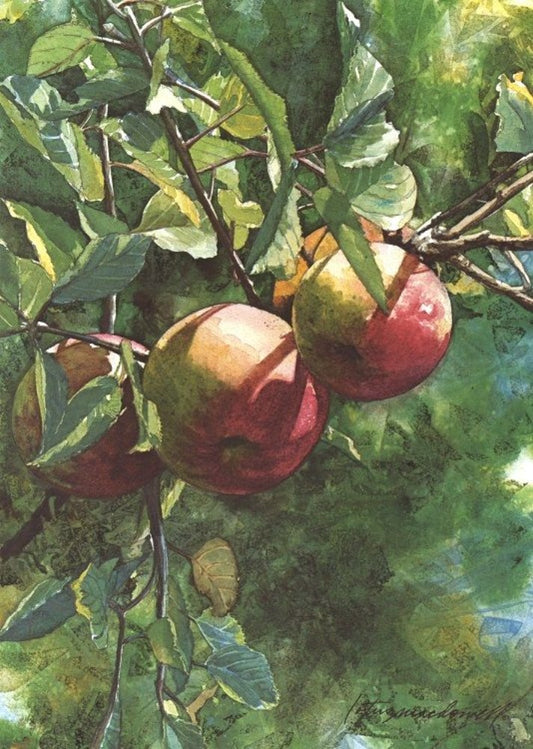 Locally Grown- Preston Co., WV- Limited Edition Print: Oh, to have one taste of these luscious apples in the full color, watercolor painting titled “Locally Grown” by Lotus MacDowell, Artworks WV! This is Contemporary Realism at its best; the greens and blues in the background applied in an abstract approach, contrasting with the detail in the fruit as it hangs in the sparkling sunlight.
