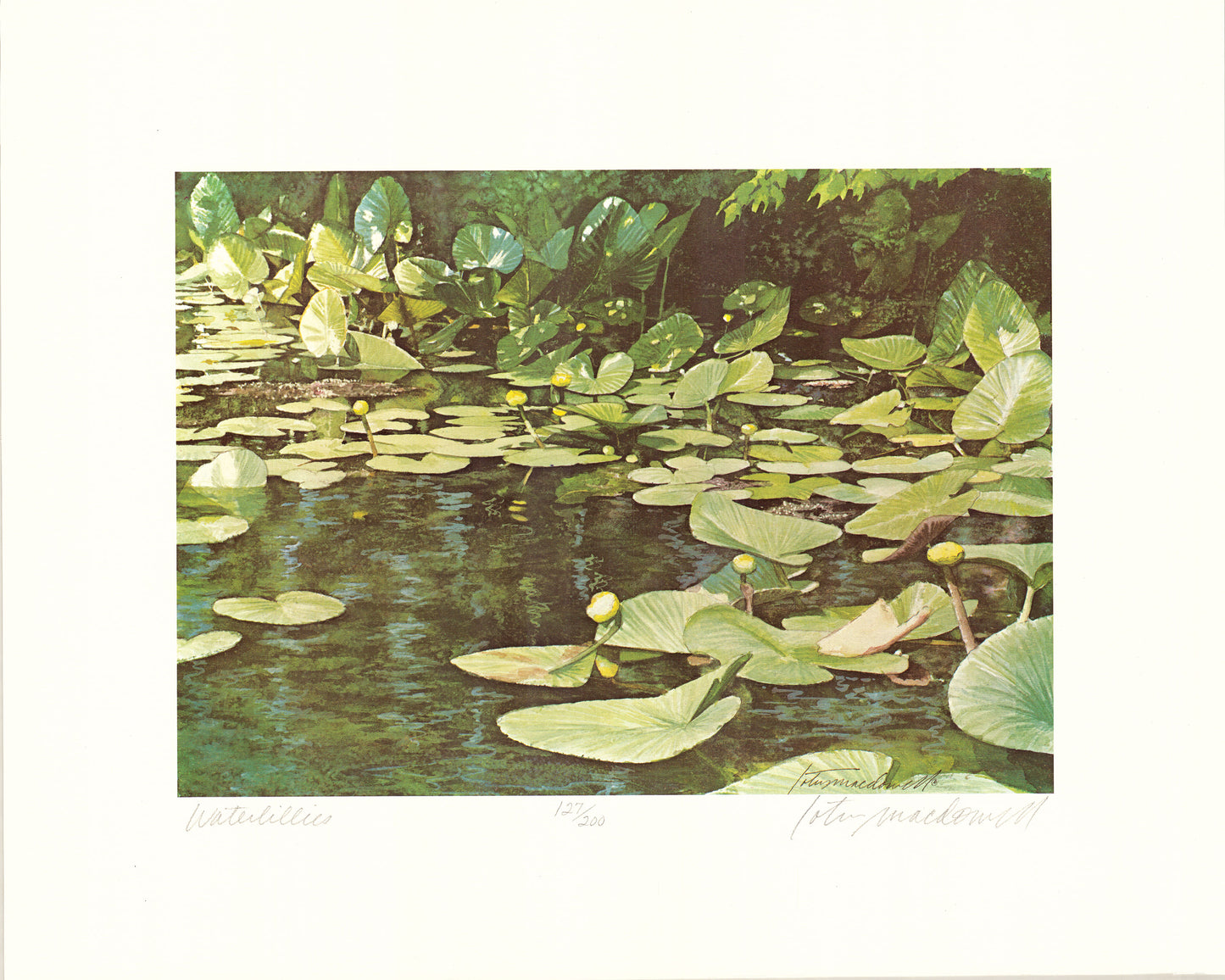 Waterlilies - Limited Edition Print: Introducing this beautiful watercolor painting by Lotus MacDowell, Artworks WV, titled “Water Lilies”. Here's just a little bit of heaven, as we view this cluster of lily pads in the warm summer sun, surrounded by dense foliage. Lotus has created a strong contrast between the sunlit plants and the water, which is infused with deep greens and blues.