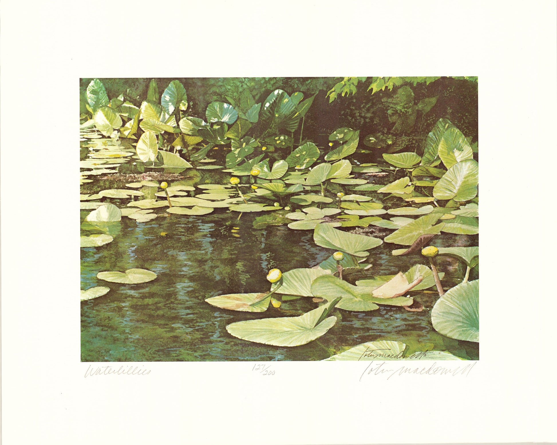 Waterlilies - Limited Edition Print: Introducing this beautiful watercolor painting by Lotus MacDowell, Artworks WV, titled “Water Lilies”. Here's just a little bit of heaven, as we view this cluster of lily pads in the warm summer sun, surrounded by dense foliage. Lotus has created a strong contrast between the sunlit plants and the water, which is infused with deep greens and blues.