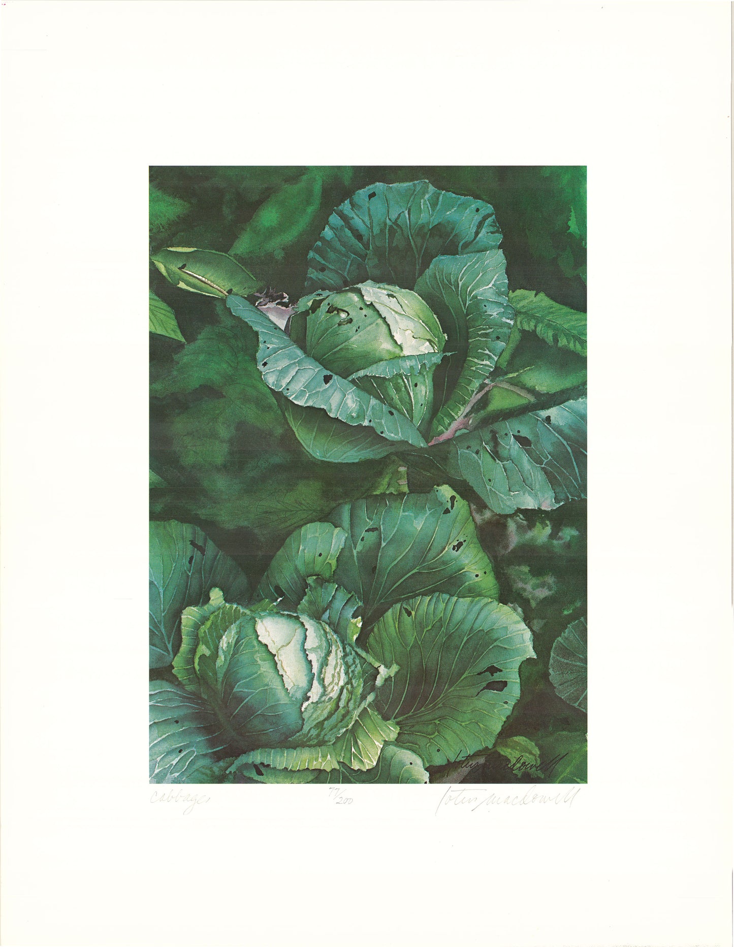 Cabbages - Limited Edition Print, original watercolor by Lotus MacDowell, Artworks WV.  My oh my- it's love at first sight with this full color watercolor painting in deep greens and blues, aptly called “Cabbages" created by Lotus MacDowell. Now available as a limited-edition print, the rich hues make the painting seem positively three dimensional. 