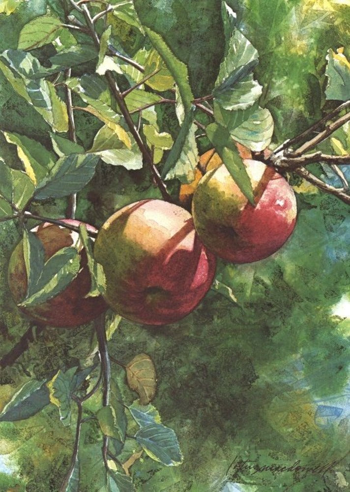 Locally Grown- Preston Co., WV- Limited Edition Print: Oh, to have one taste of these luscious apples in the full color, watercolor painting titled “Locally Grown” by Lotus MacDowell, Artworks WV! This is Contemporary Realism at its best; the greens and blues in the background applied in an abstract approach, contrasting with the detail in the fruit as it hangs in the sparkling sunlight. 